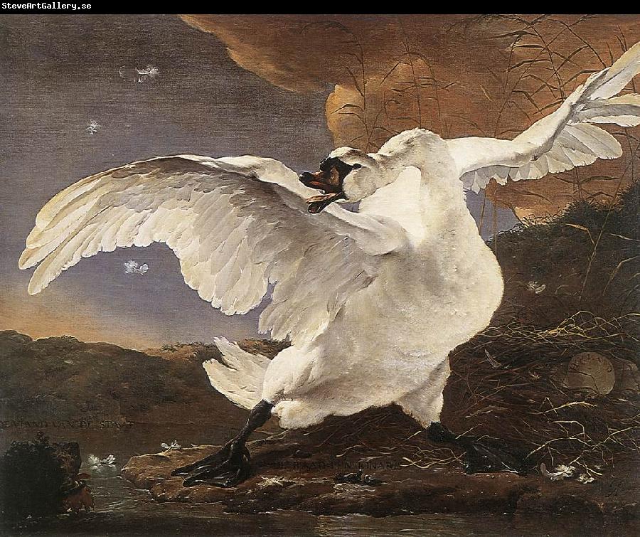 ASSELYN, Jan The Threatened Swan